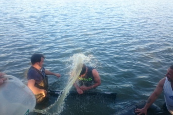 61lb Common Banked - 2