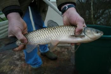 New Grass carp! - 1