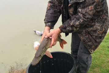 Additional Stocking - 1