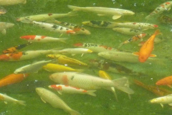 Beaurepaire stocking - 2