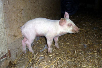 The Funniest Thing I Ever Saw at our Lakes! - 1