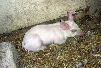 The Funniest Thing I Ever Saw at our Lakes! - 3