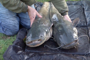 2 x 30lb+ Cats Stocked - 1