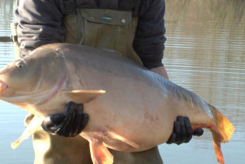 49lb mirror carp stocked - 3