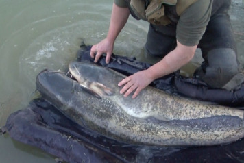 2 x 30lb+ Cats Stocked - 3