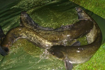 Lake Lauren gets New Cats for 2011 Season - 2