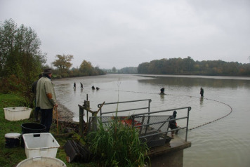 2017 Netting To Remove Silver Fish - 2