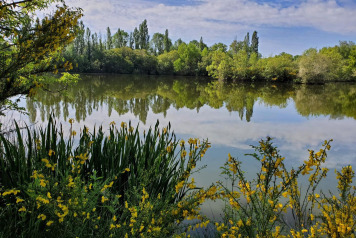 50lb+ fish every week so far - 1