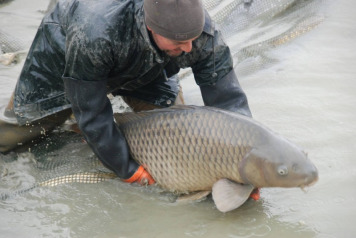 2017 Netting To Remove Silver Fish - 3