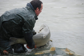 2017 Netting To Remove Silver Fish - 4