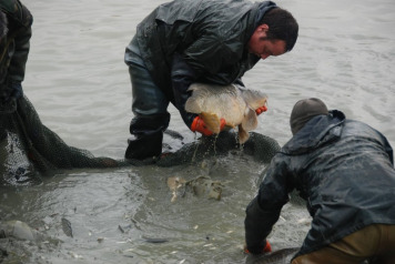 2017 Netting To Remove Silver Fish - 5