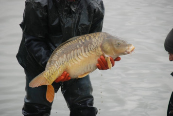 2017 Netting To Remove Silver Fish - 6