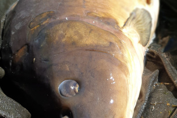 Fifty on the bank - 1