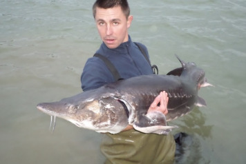 Sturgeon Stocked - 2