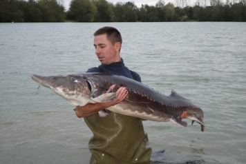 Sturgeon Stocked - 1