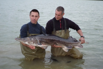 Sturgeon Stocked - 3