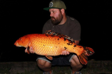 Catch report from 2/9/17 to 9/9/17 - 5