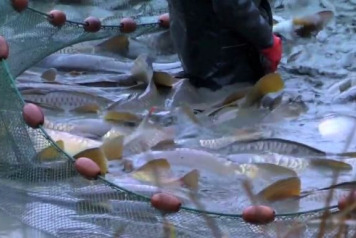 Brie Stocking - January 2014 - 2