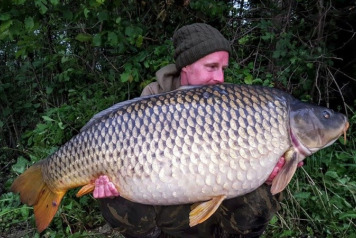 2 x 50lb+ Commons - 2