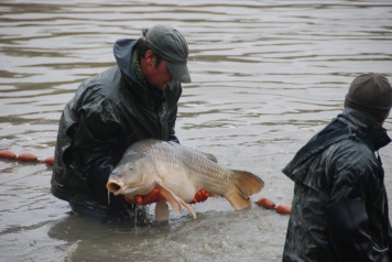 Netting The Lake - 9