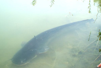 Catfish stocked! - 1