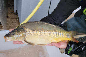 SOME FRESH NEWS FROM OLD OAKS - 8