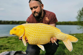 Koi at Fullys Lake - 1
