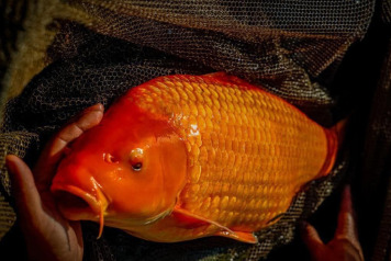 Koi at Fullys Lake - 2