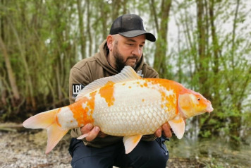 Koi at Fullys Lake - 6