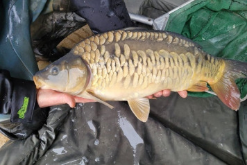 SOME FRESH NEWS FROM OLD OAKS - 5