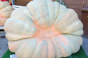 SOME FRESH NEWS FROM OLD OAKS - 16