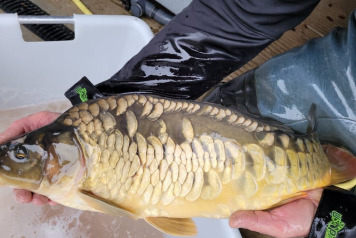 SOME FRESH NEWS FROM OLD OAKS - 9