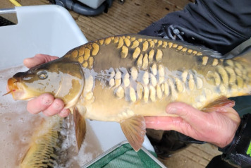 SOME FRESH NEWS FROM OLD OAKS - 12