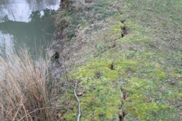 Constant battle with contemptible Coypu! - 2