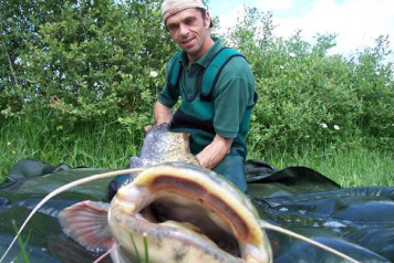 Catfish stocked at Laroussi! - 1