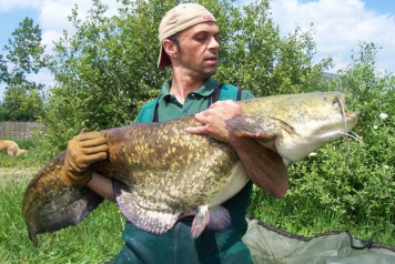 Catfish stocked at Laroussi! - 3