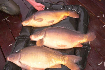 Mas Bas stocking  - 6