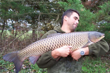 15 big grass carp  - 1