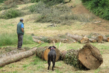 Tree Management  - 2