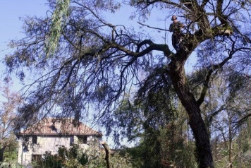 The big willow gets a haircut! - 1