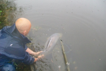 Little John at 50lb+ - 4