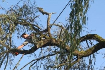 The big willow gets a haircut! - 2