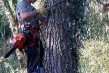 The big willow gets a haircut! - 3