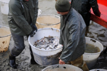 Annual Netting at Jonchery - 3