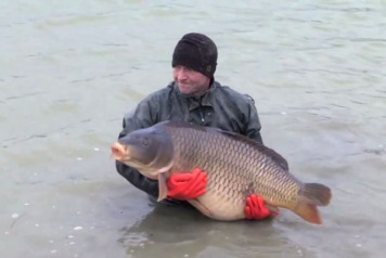 Two 50lb'ers Stocked at Jonchery - 1