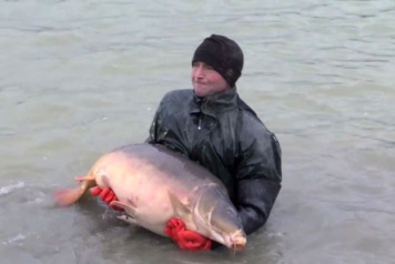 Two 50lb'ers Stocked at Jonchery - 3