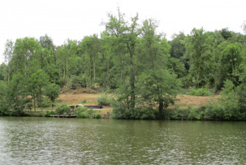 Tree Management  - 3