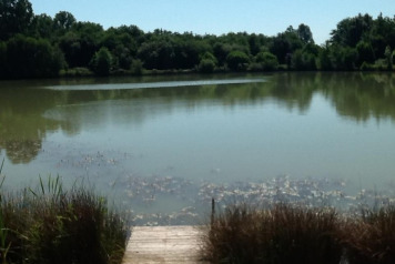 A Few Past Reviews - 2