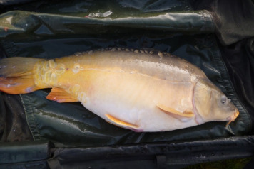 First Fish Of The Year - 3