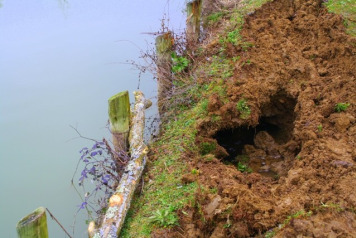 Constant battle with contemptible Coypu! - 4